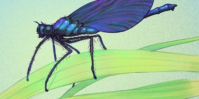 Eintagsfliege