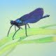 Eintagsfliege