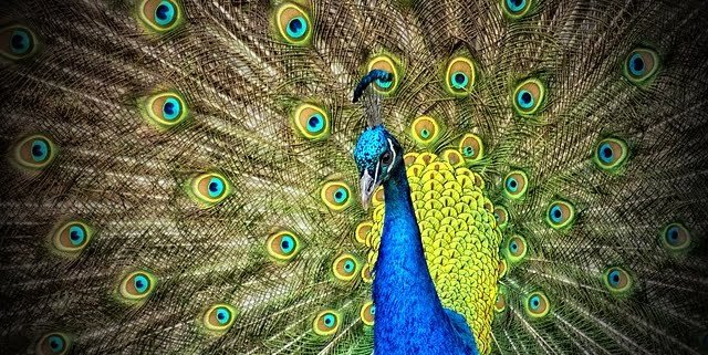 Pfau